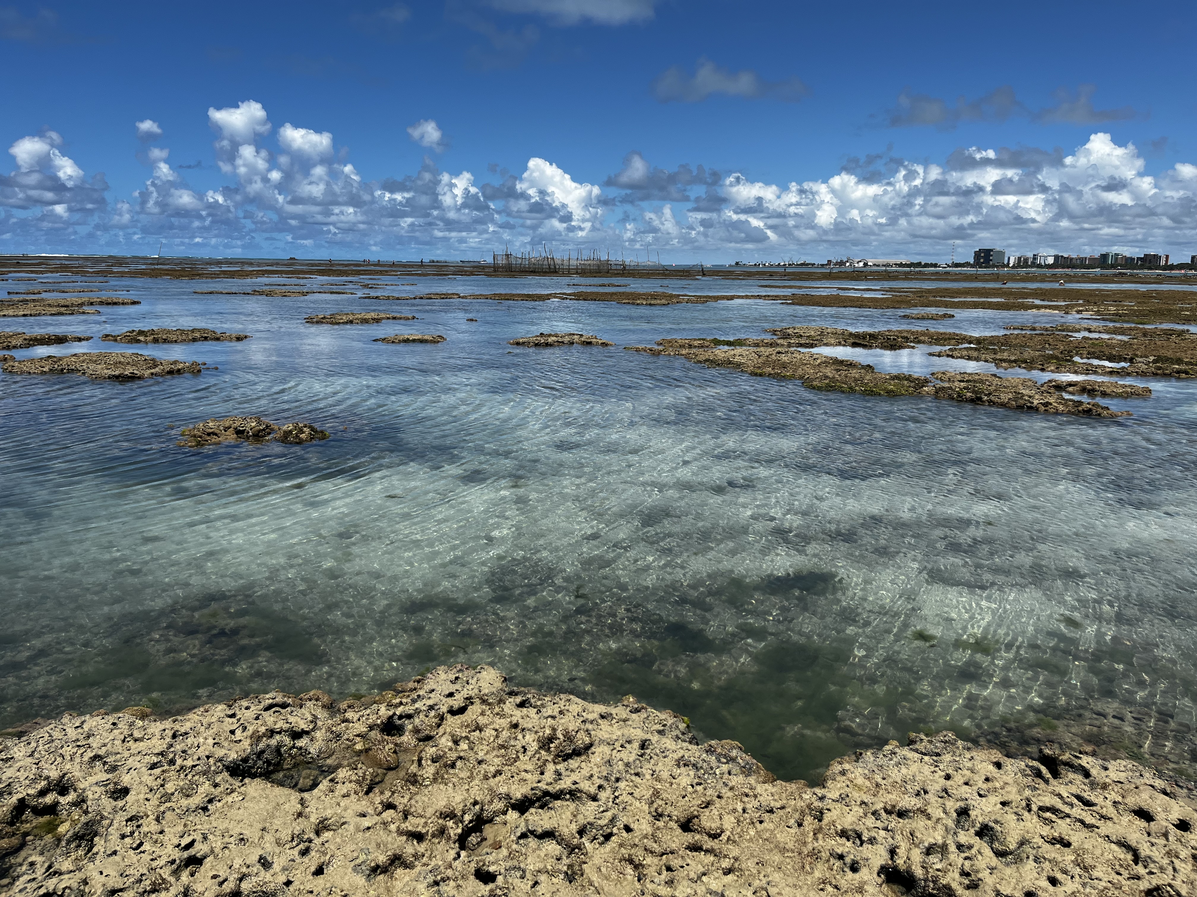Corales