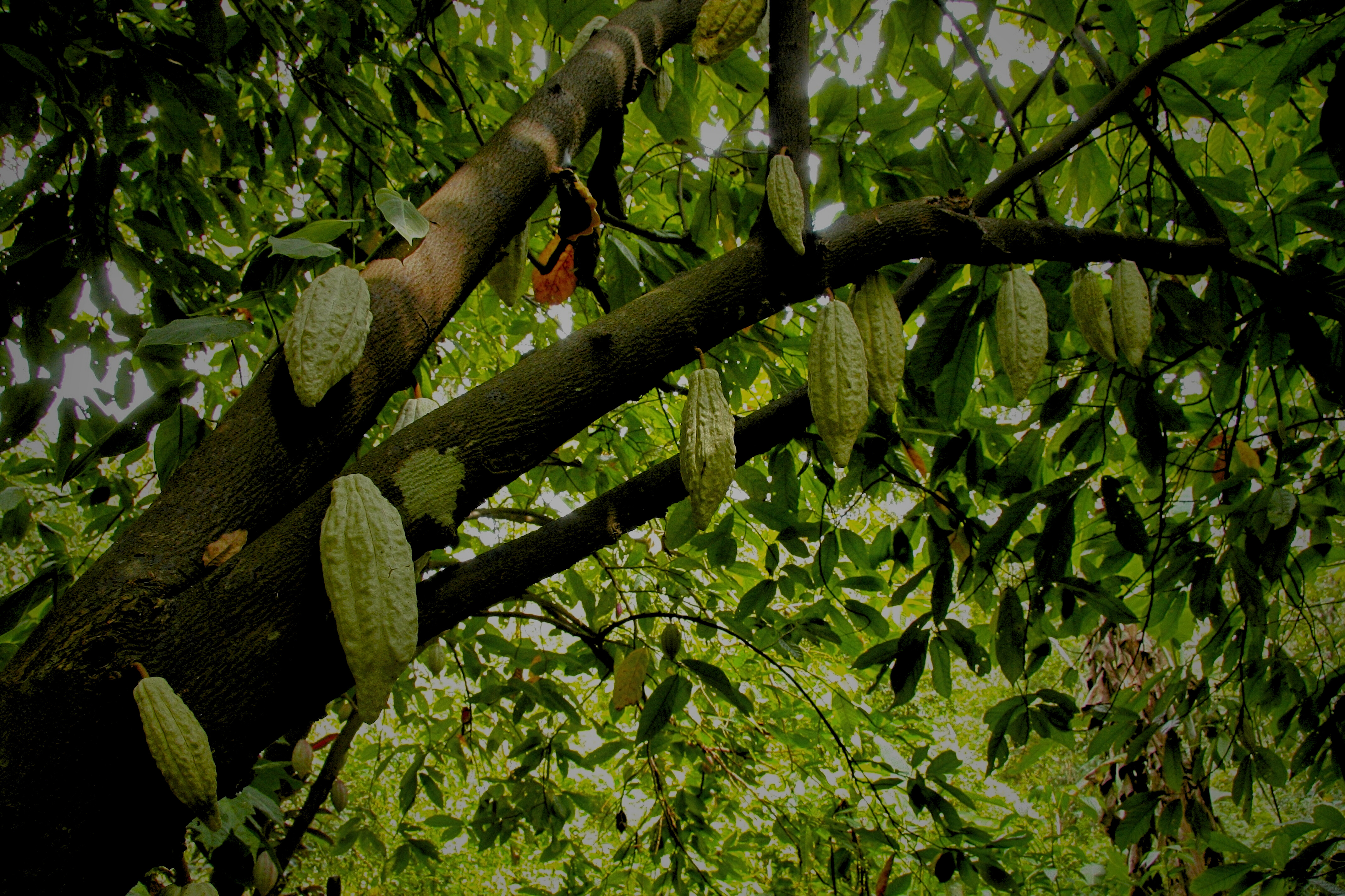 Cacao Tree